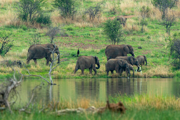 Fototapeta premium Éléphant d'Afrique, Loxodonta africana, Parc national du Pilanesberg, Afrique du Sud