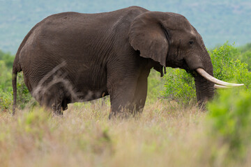 Obraz premium Éléphant d'Afrique, Loxodonta africana, Parc national du Pilanesberg, Afrique du Sud