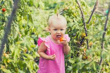 little baby eating tomato in garden, carefree childhood