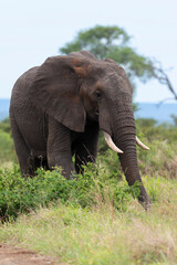 Naklejka na ściany i meble Éléphant d'Afrique, Loxodonta africana, Parc national du Pilanesberg, Afrique du Sud
