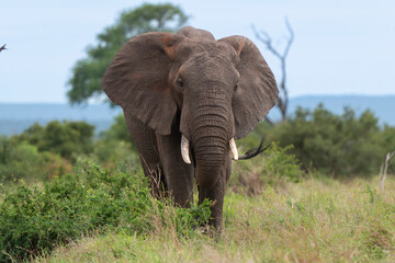 Fototapeta premium Éléphant d'Afrique, Loxodonta africana, Parc national du Pilanesberg, Afrique du Sud