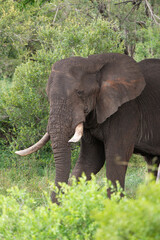 &Eacute;l&eacute;phant d'Afrique,  Loxodonta africana, Parc national du Pilanesberg, Afrique du Sud