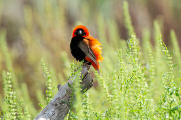 Euplecte ignicolore, .Euplectes orix, Southern Red Bishop, Afrique du Sud