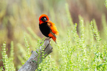 Euplecte ignicolore, .Euplectes orix, Southern Red Bishop, Afrique du Sud