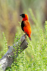 Euplecte ignicolore, .Euplectes orix, Southern Red Bishop, Afrique du Sud