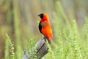 Euplecte ignicolore, .Euplectes orix, Southern Red Bishop, Afrique du Sud
