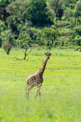 Girafe, Giraffa Camelopardalis, Parc national Kruger, Afrique du Sud