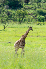 Girafe, Giraffa Camelopardalis, Parc national Kruger, Afrique du Sud