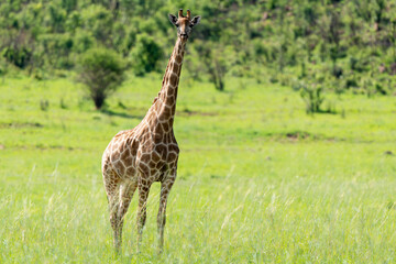 Girafe, Giraffa Camelopardalis, Parc national Kruger, Afrique du Sud