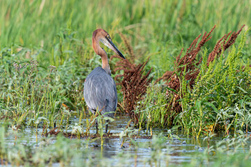 Héron goliath,.Ardea goliath, Goliath Heron