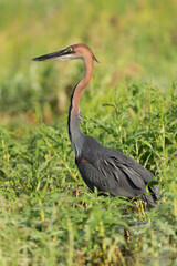 Fototapeta premium Héron goliath,.Ardea goliath, Goliath Heron