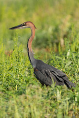 Héron goliath,.Ardea goliath, Goliath Heron