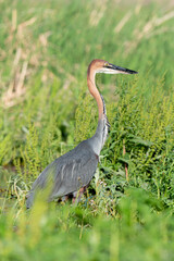 Héron goliath,.Ardea goliath, Goliath Heron
