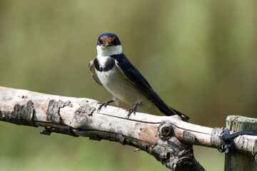 Hirondelle à gorge blanche,.Hirundo albigularis, White throated Swallow