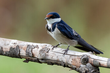 Hirondelle à gorge blanche,.Hirundo albigularis, White throated Swallow © JAG IMAGES