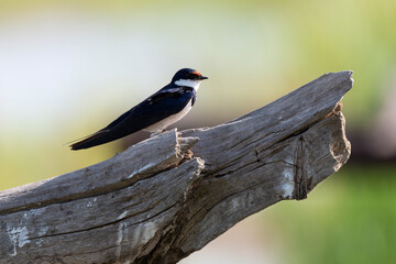 Hirondelle à gorge blanche,.Hirundo albigularis, White throated Swallow © JAG IMAGES