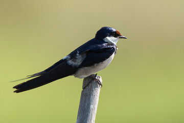Hirondelle à gorge blanche,.Hirundo albigularis, White throated Swallow