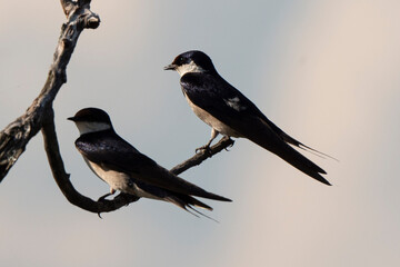 Hirondelle à gorge blanche,.Hirundo albigularis, White throated Swallow
