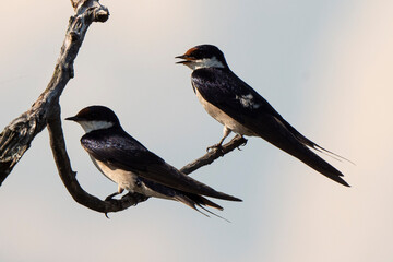 Hirondelle à gorge blanche,.Hirundo albigularis, White throated Swallow