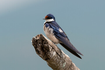 Hirondelle à gorge blanche,.Hirundo albigularis, White throated Swallow © JAG IMAGES