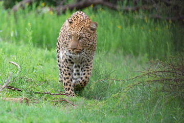 Fototapeta premium Léopard, Panthère, Panthera pardus, Afrique du Sud