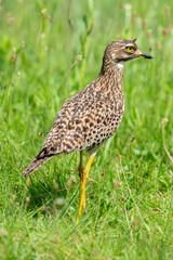 Oedicnème tachard, Burhinus capensis, Spotted Thick knee, Afrique du Sud