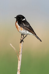 Tarier pâtre, Traquet pâtre, Saxicola rubicola,  European Stonechat, male