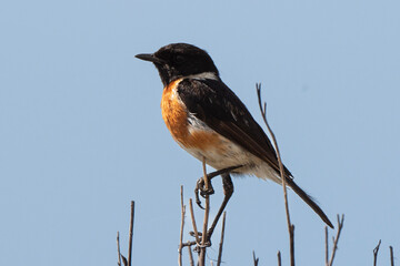 Tarier pâtre, Traquet pâtre, Saxicola rubicola,  European Stonechat, male