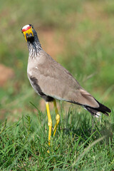 Vanneau à tête blanche,.Vanellus albiceps, White crowned Lapwing, Afrique du Sud