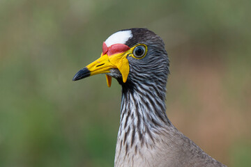 Vanneau à tête blanche,.Vanellus albiceps, White crowned Lapwing, Afrique du Sud