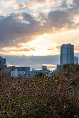 View of a couple of yellow flowers with buildings in the background during the sunrise