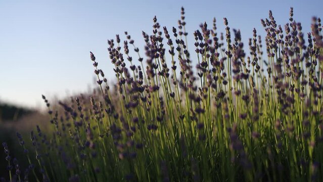 Fields of lavender flower blooming fragrant in endless rows at sunset. Selective focus on bushes of lavender purple fragrant flowers in the lavender fields.