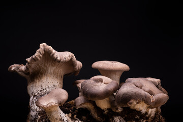natura morta di funghi con terra su sfondo nero