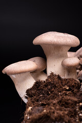 natura morta di funghi con terra su sfondo nero © zole4