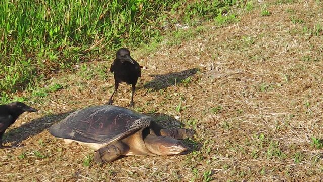 Female of Florida softshell turtle defending its eggs from the preying attack of the crows in the Everglades National Park, Florida, United States of America. Apalone Ferox species.