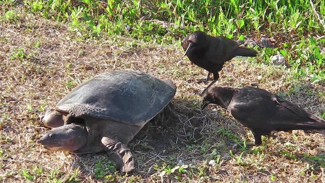 Florida softshell turtle deposing eggs and the crows stealing in the Everglades National Park, Florida, United States of America. Apalone Ferox species.