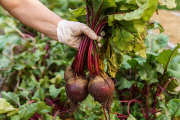 Freshly plucked beetroot from garden. Hand of person in latex protective gloves uproot young ripe...