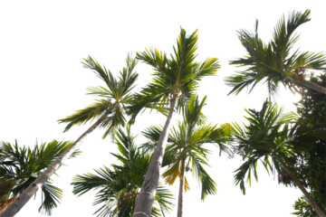 green coconut leaf or tree branch isolated on white background.