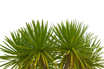 green coconut leaf or tree branch isolated on white background.