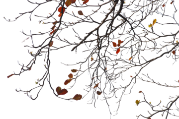 Green leaf or branch isolated on white background.