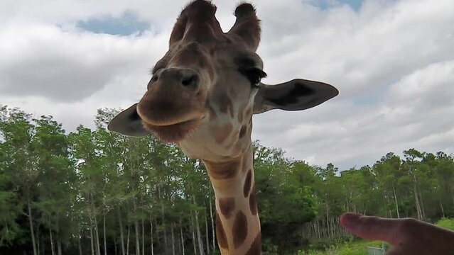 A giraffe posing for a selfie picture with tongue out for people. Palm Springs in Palm Beach, Florida, United States.