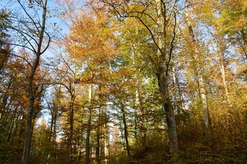 Autumn beech temperate, deciduous. broadleaf forest in yellow and orange autumn colors