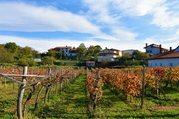 Common grape vine in red autumn color at Pliskovica village at Karst plateau in Primorska, Slovenia - obrazy, fototapety, plakaty