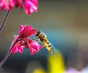 Hoverfly on a red heuchera flower blossom