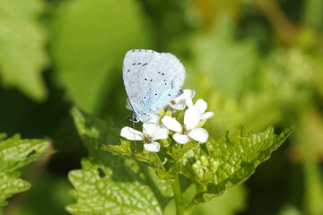 Holly blue (Celastrina argiolus), lycaenids or blues family. Flowers of garlic mustard (Alliaria petiolata), family Brassicaceae, Cruciferae. Spring, Dutch garden.