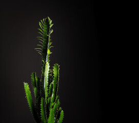 Euphorbia accrurensis, decorative home vase, home decoration, on dark background, place for text