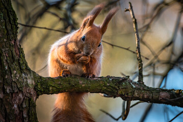 Little red squirrel sitting on the tree in spring. Wild animal in nature. Cute animal in the park. 