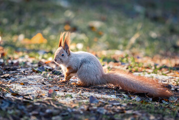 Little red squirrel sits in the meadow in autumn. Wild animal in nature. Cute animal in the park.