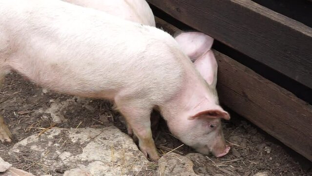 A small white domestic pig digs something and eats something in the barnyard