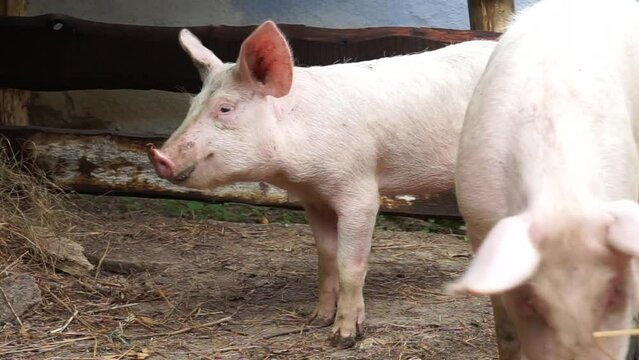 A young domestic white piglet is happily eating something. Breeding pigs on a farm in the village